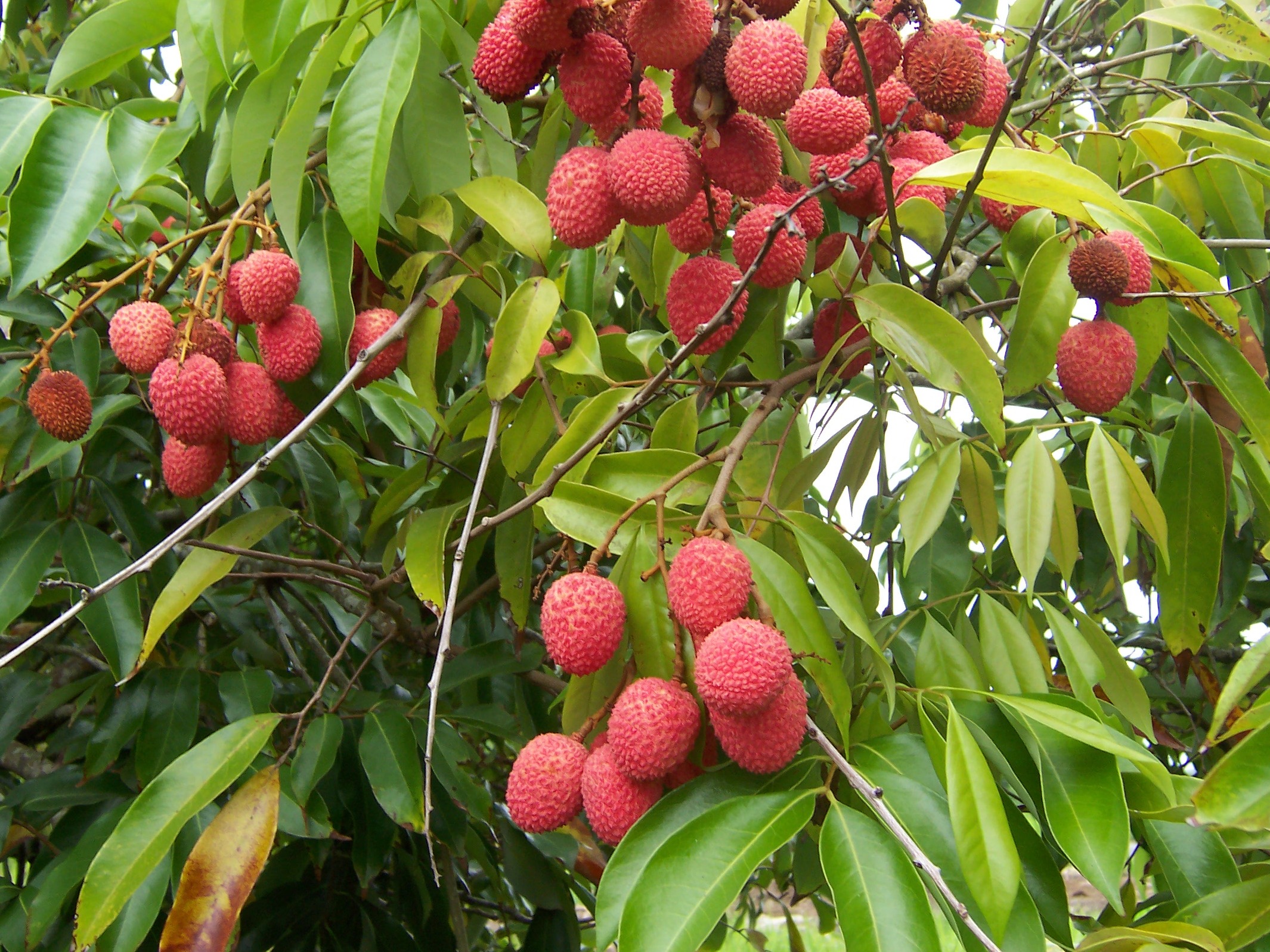 Litchi — culture de rente à Madagascar