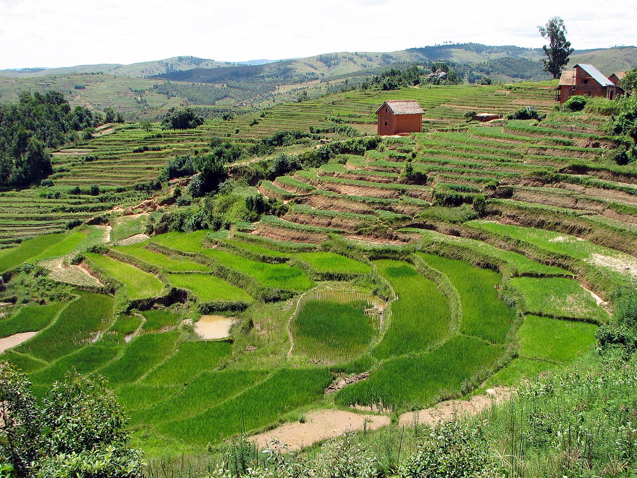 Paysage agricole de Madagascar — terres cultivables